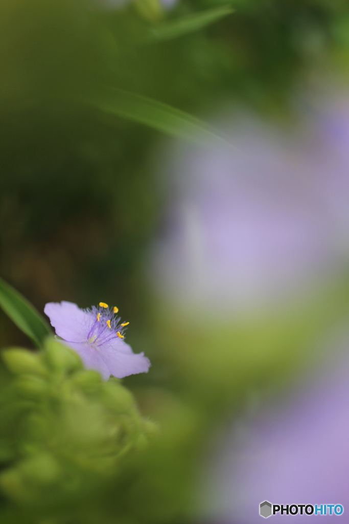 花.一輪..