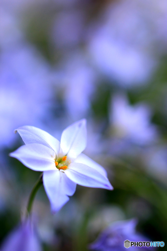 花、一輪、、
