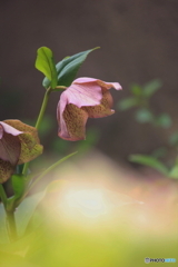 花、一輪、、