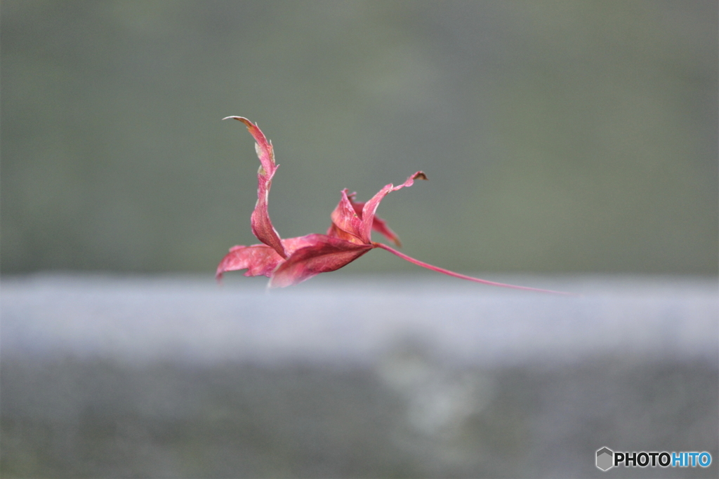 The leaf