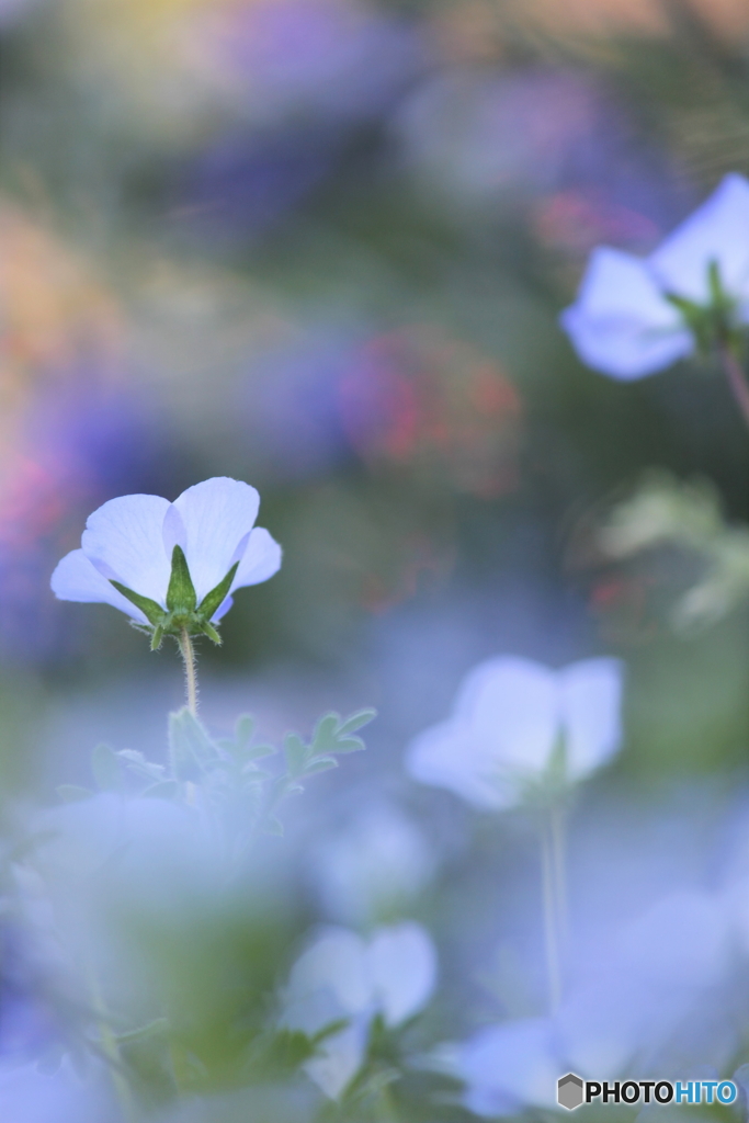 蒼い妖精