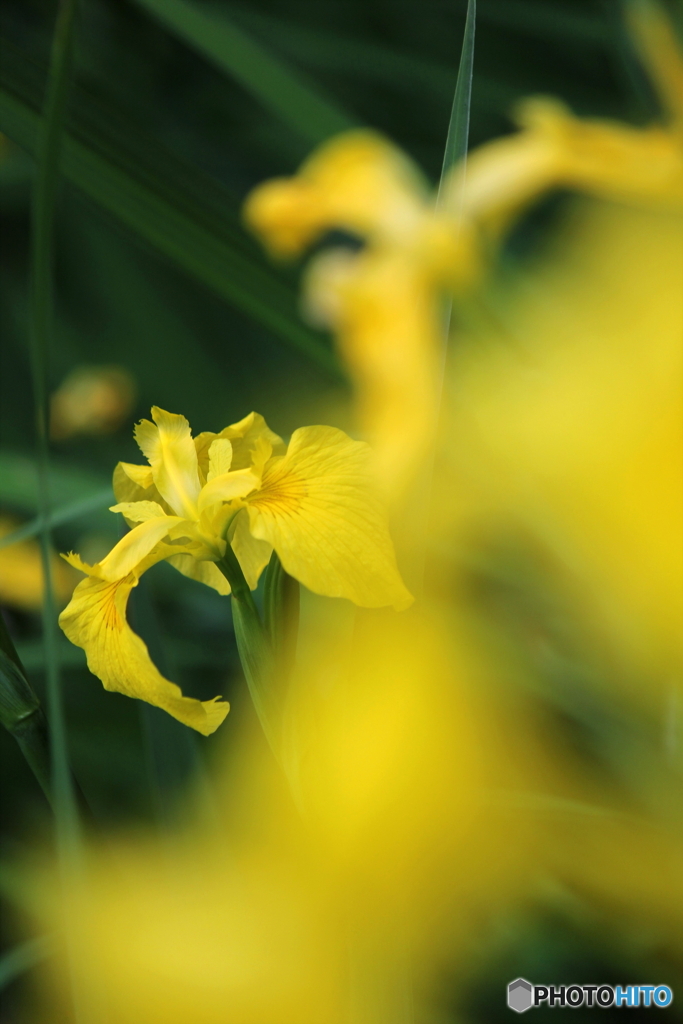 黄菖蒲