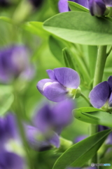 花の舞