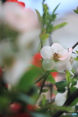 花、一輪、、