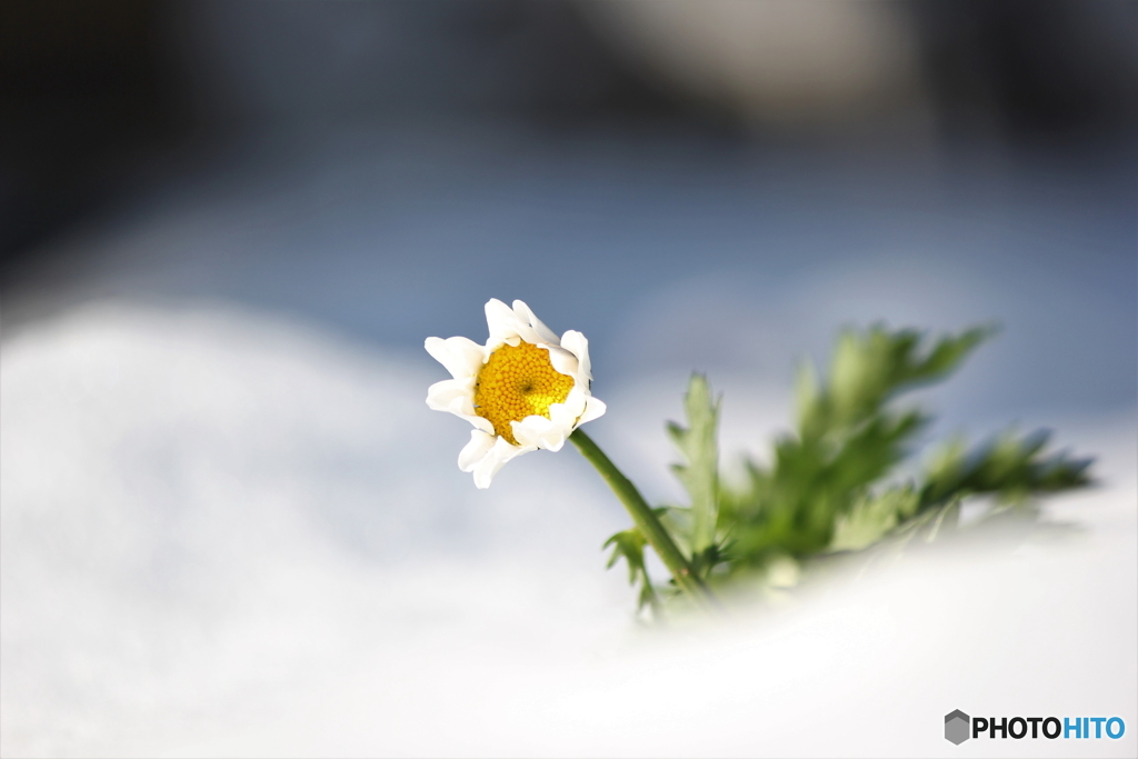雪の精