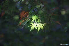 冬の日差し