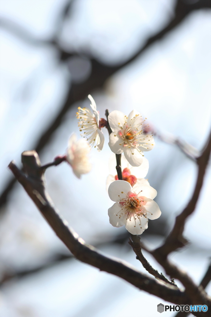早春