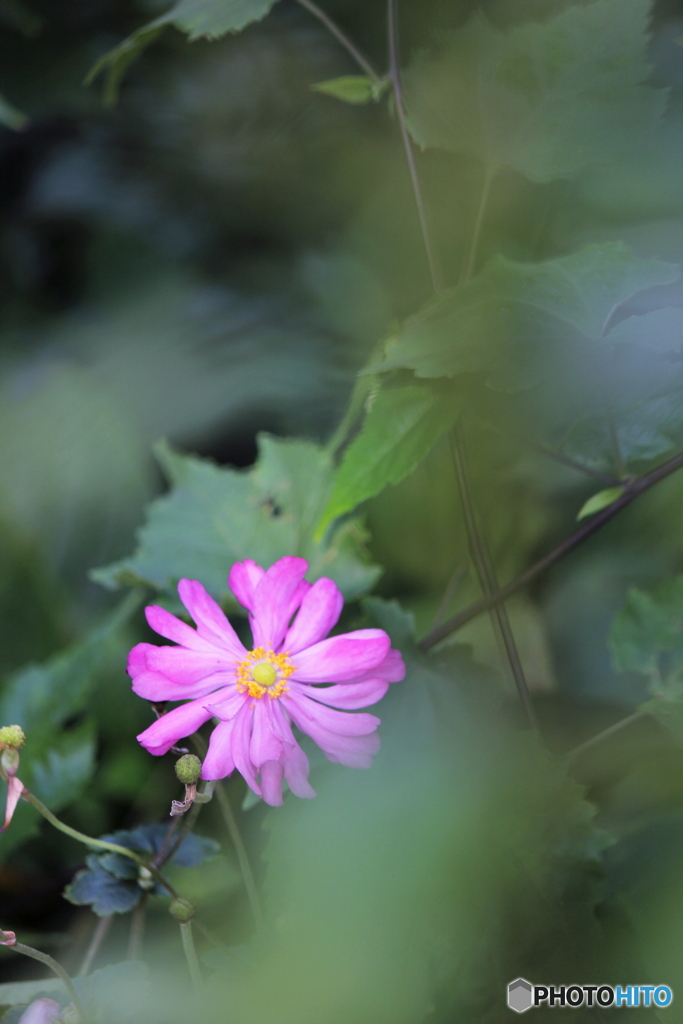 花、一輪、、