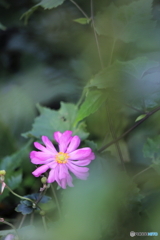 花、一輪、、