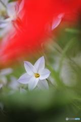 In the dream