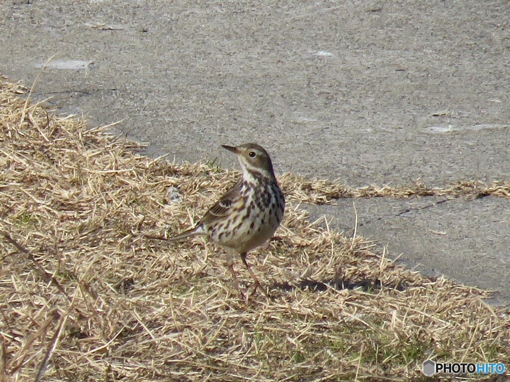 タヒバリ
