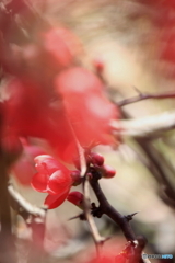 早春