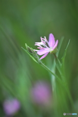 野の花
