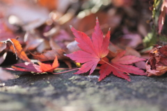 Autumn colored pattern