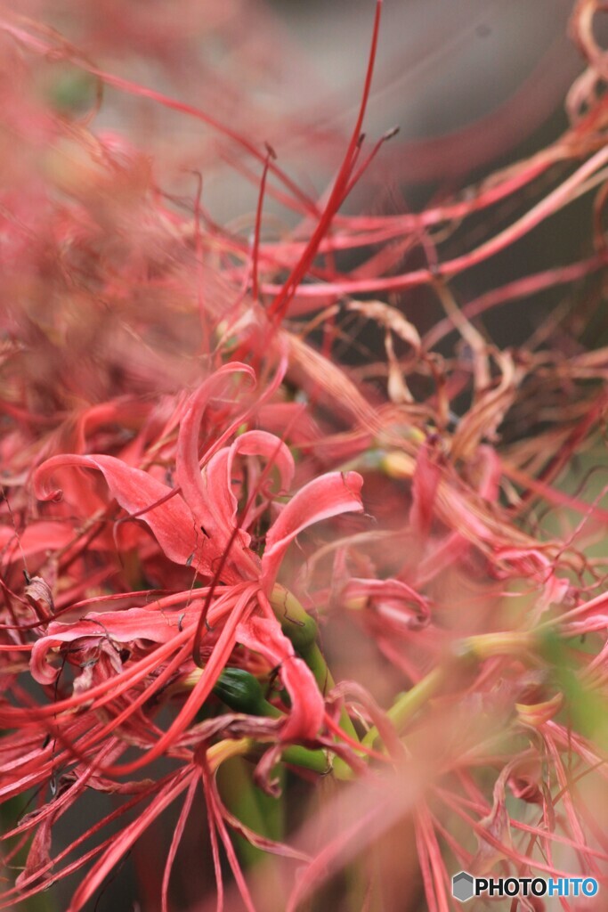 枯れてなお、美しい、、