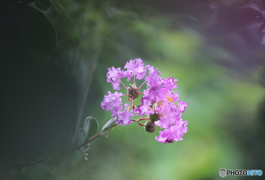 花、一輪、、、