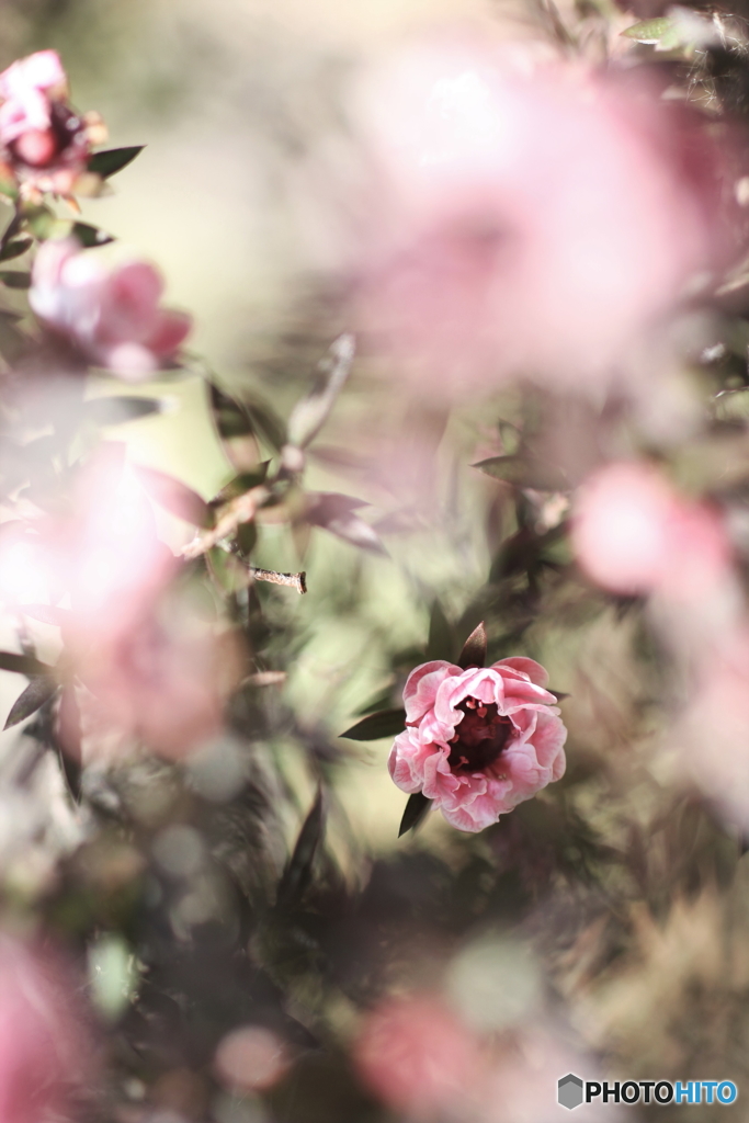 花、一輪