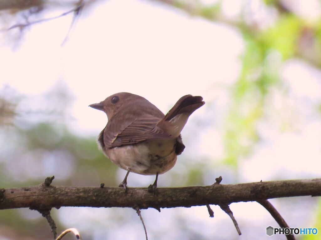 オオルリ