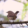 オオルリ