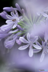 花の舞
