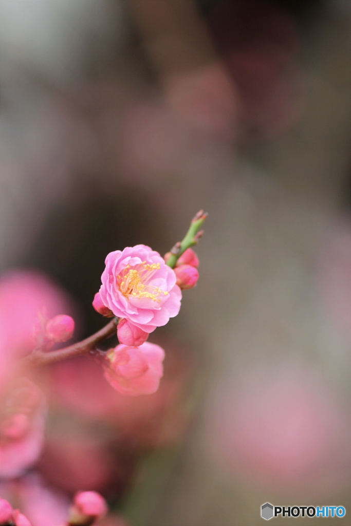 春、一輪