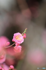 春、一輪