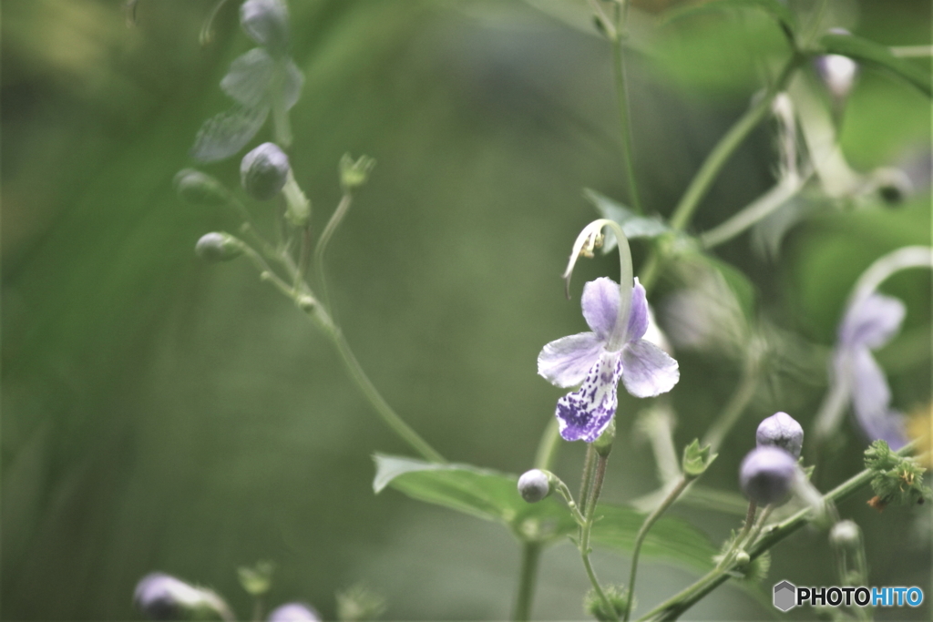 花のある風景