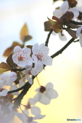 早春