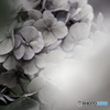 紫陽花