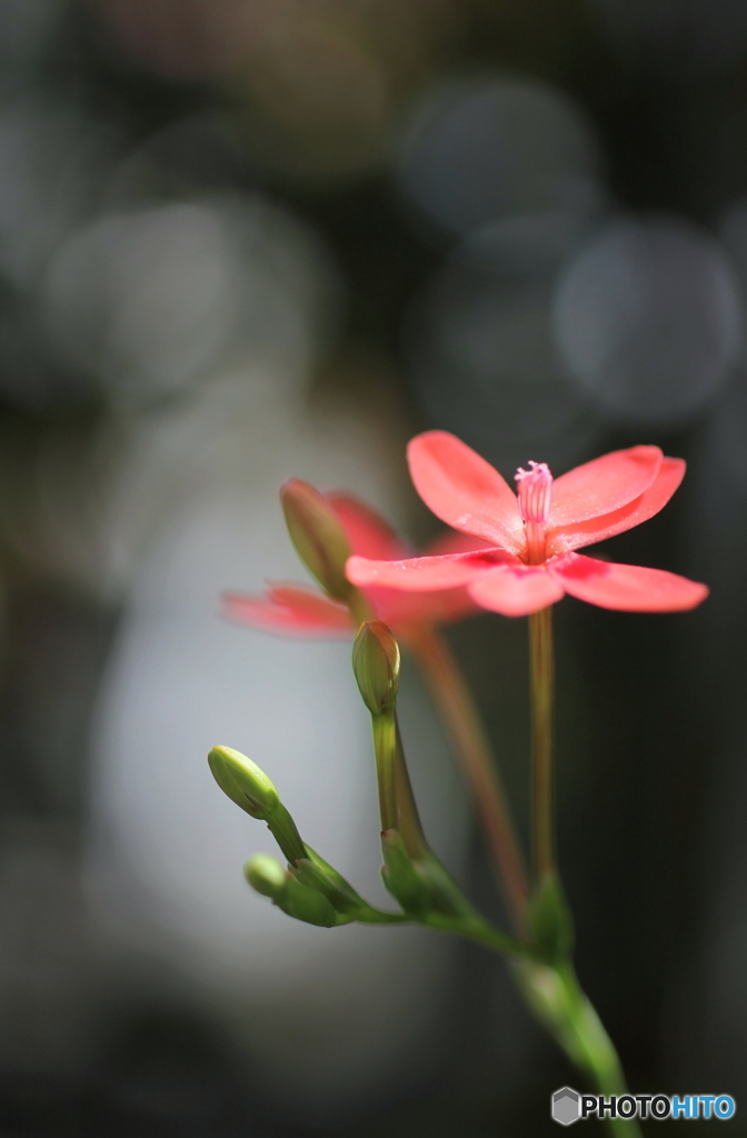 花一輪....