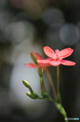 花一輪....