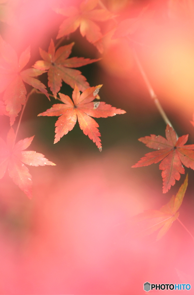 The dream in autumn