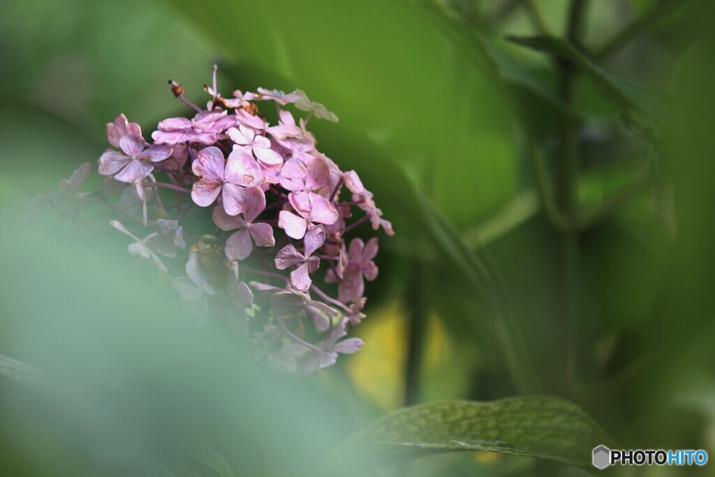 紫陽花