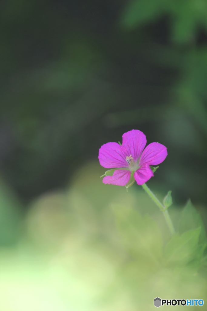 花一輪...