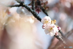 早春