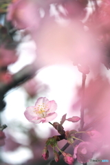 春が来た、、