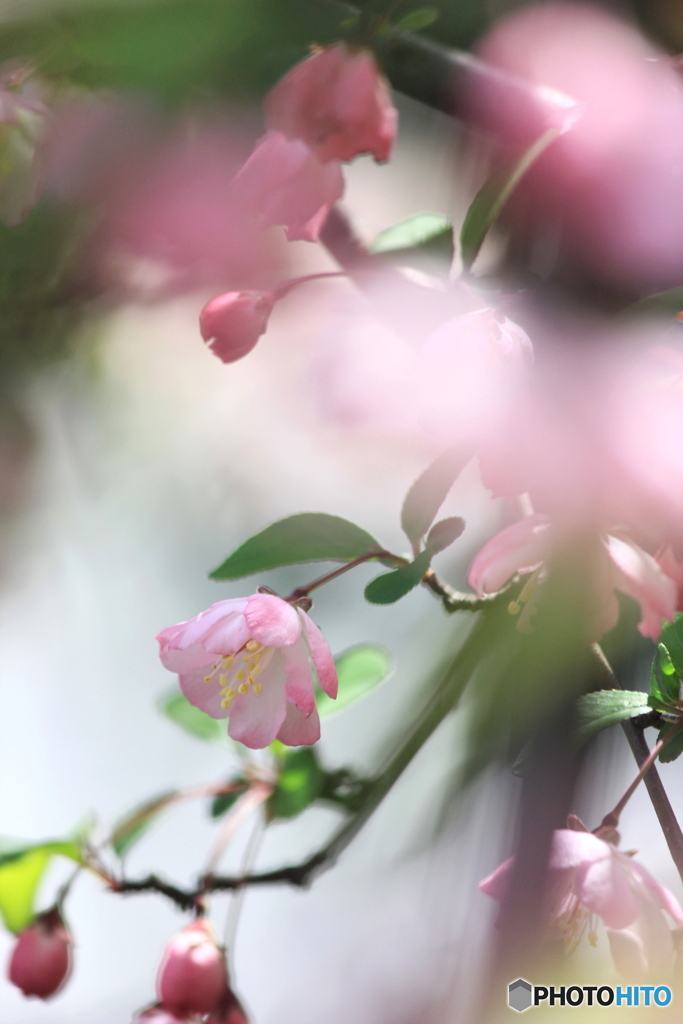 春の舞い