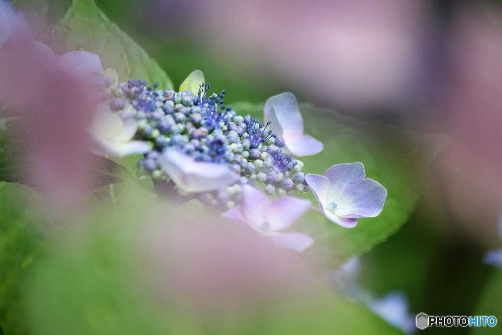 In the dream 