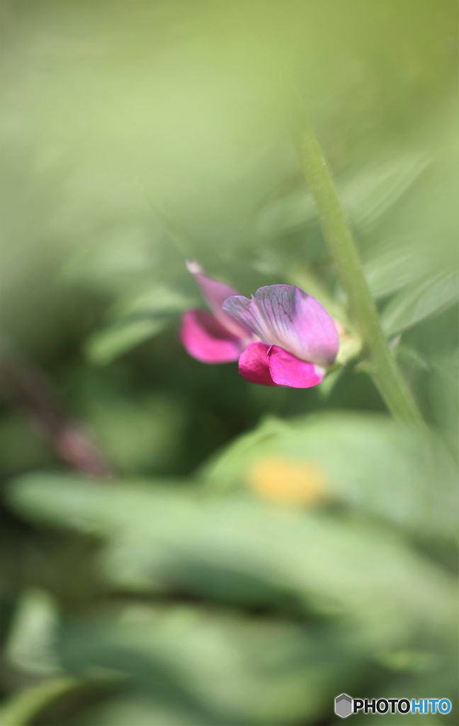 花、一輪、、