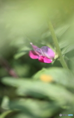 花、一輪、、