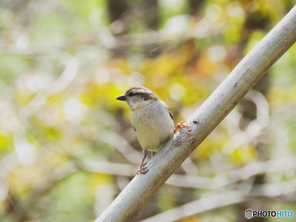 ニュウナイスズメ