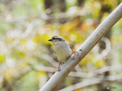 ニュウナイスズメ