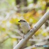 ニュウナイスズメ