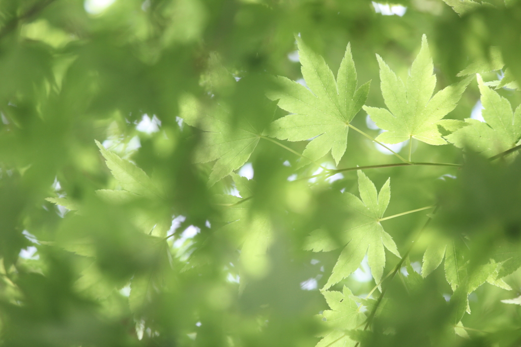 Early summer sunshine
