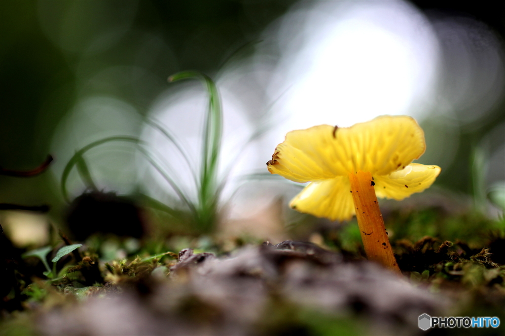 キノコの森