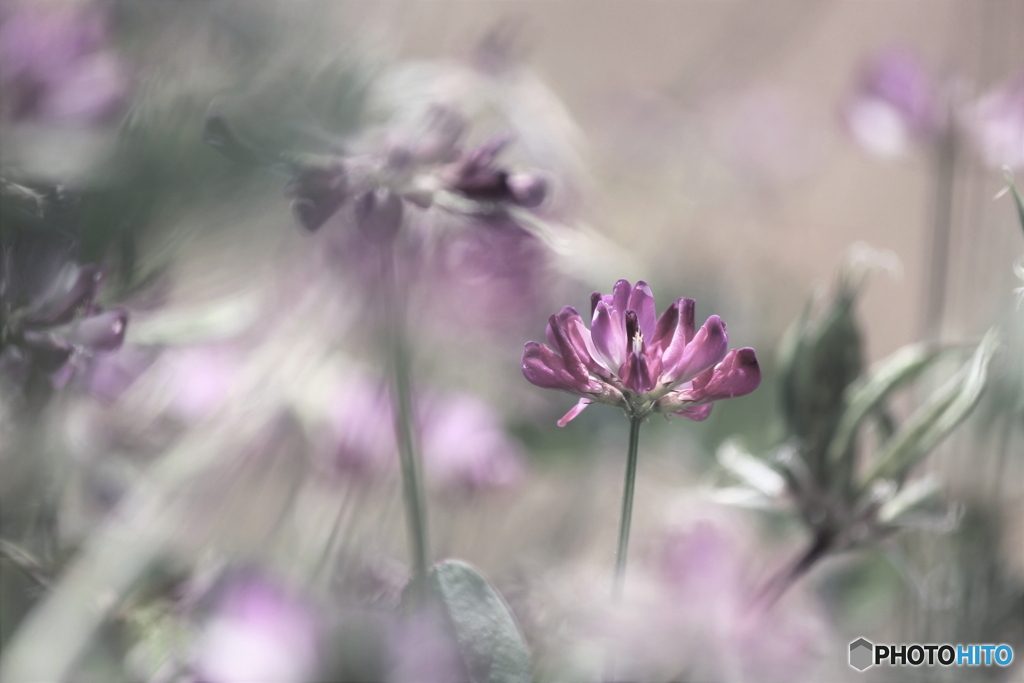 花のある風景