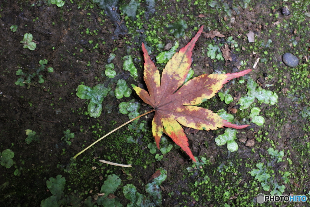 落ち葉