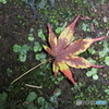 落ち葉