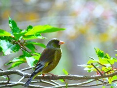 カワラヒワ