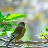 カワラヒワ